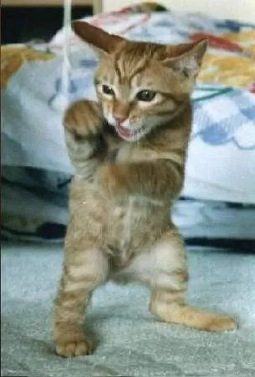 Meme mèo đánh nhau đúng vibe lúc bạn bị cà khịa quá trớn