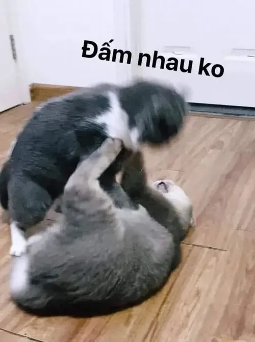 Ảnh vui hoàng thượng lượn vòng quanh đối thủ làm cảnh tượng thêm thú vị