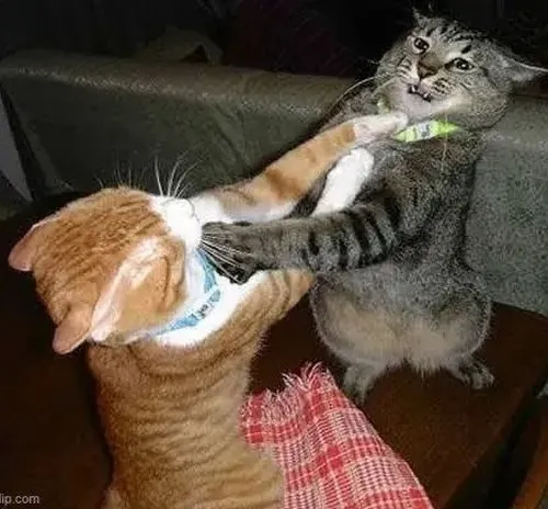 Meme mèo đánh nhau hợp cảnh bạn và đứa bạn chí chóe nguyên ngày