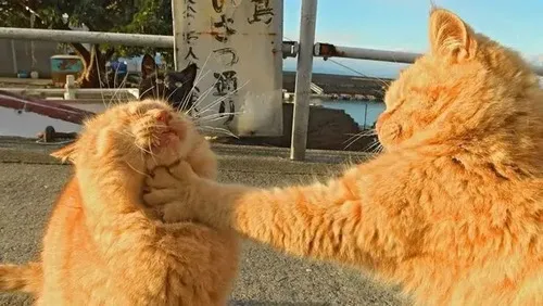 Meme mèo áp sát với dáng đứng căng thẳng làm cảnh tượng thêm gắt