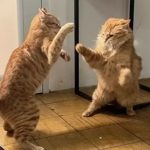 Meme hài tiểu hổ áp sát ngoài sân thềm khiến câu chuyện thêm sống động