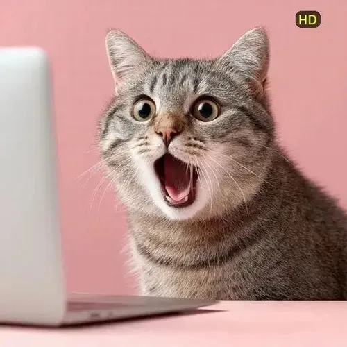 Ảnh meme mèo há hốc mồm vì quá bất ngờ