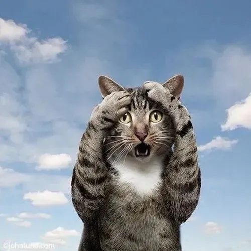 Ảnh vui mèo lém há miệng thể hiện phản xạ bùng nổ