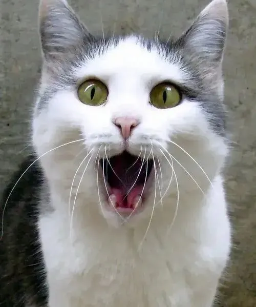 Hình troll mèo nhỏ liên hệ miệng rộng và thần thái gấp gáp