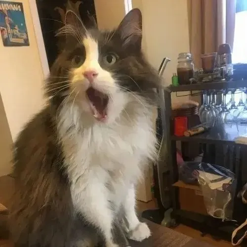 Mèo đứng im há hốc như bị ai gọi tên từ sau lưng.