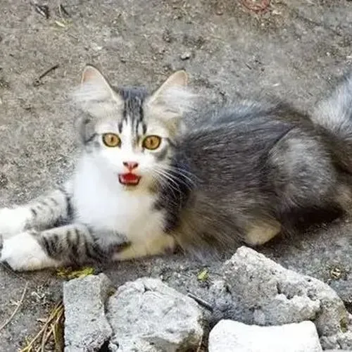 Mèo ngạc nhiên quá mức gợi lại những pha bối rối quen thuộc