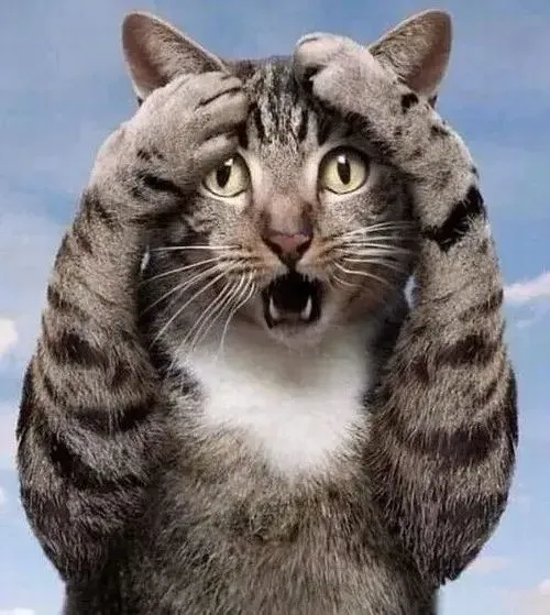 Meme mèo mặt đơ tạo cảm giác sốc nhẹ giữa khoảnh khắc