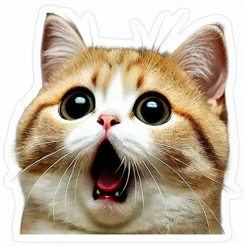 Biểu cảm mèo trợn mắt miệng mở nhìn vừa ngơ vừa thương