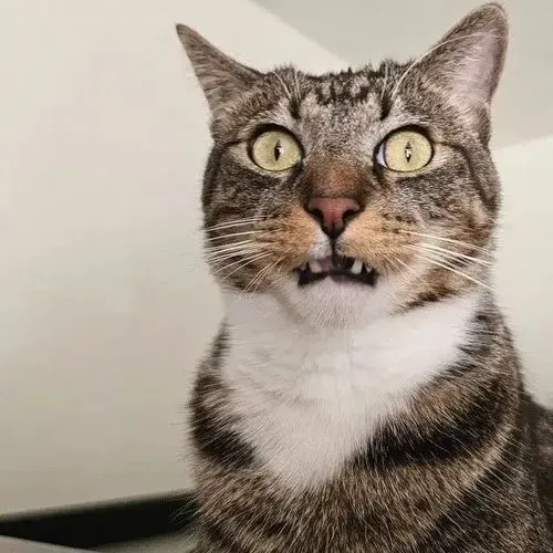 Meme chế mèo gương mặt mở to phản ứng hoảng hốt