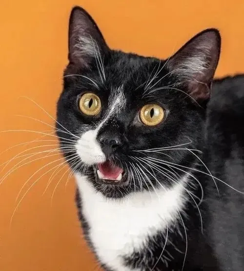 Ảnh chế mèo con biểu cảm bất ngờ giữa gương mặt kịch tính