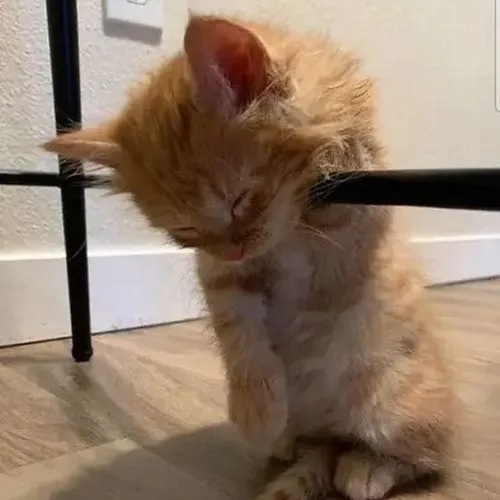 Meme hài mèo lịm mô tả đôi mắt lờ đờ sắp ngủ