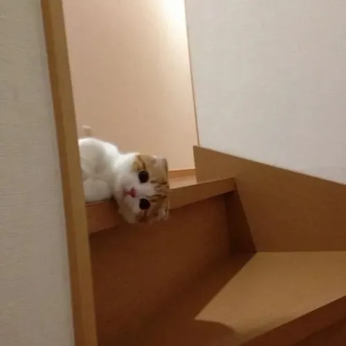 Meme mèo mệt mỏi hợp lúc bạn không còn năng lượng