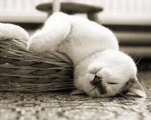 Ảnh troll mèo mệt phác họa tiếng thở dài nhè nhẹ