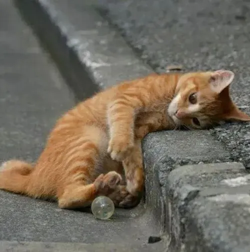 Ảnh vui mèo mệt mô tả ánh mắt nặng trĩu nhìn xuống