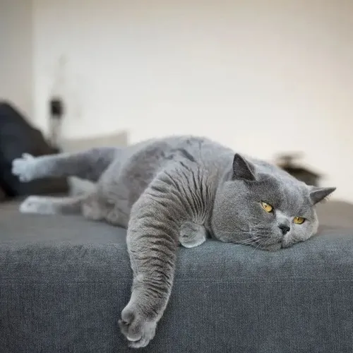 Ảnh troll mèo mệt diễn bộ lông xù mềm mại nằm sát đất