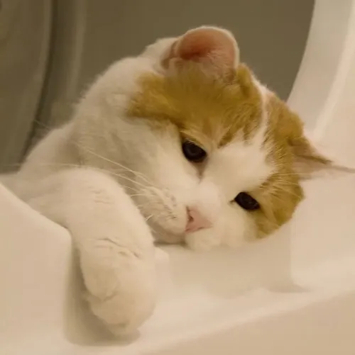 Ảnh chế mèo đuối thể hiện miệng khẽ mở như thở nhẹ