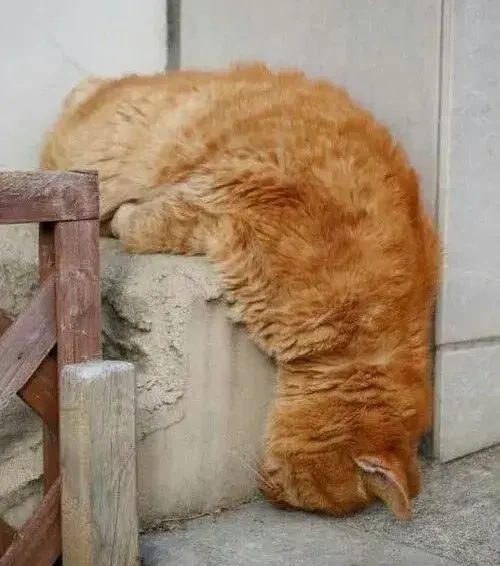 Hình troll mèo đuối thể hiện hơi thở nặng nề liên tục