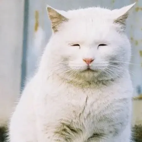 Ảnh hài mèo rệu rã khơi dáng nằm dài bất động