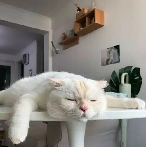 Ảnh chế mèo lịm diễn tả trạng thái kiệt sức chẳng buồn cựa