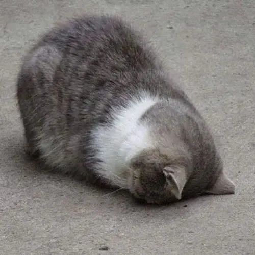 Meme chế mèo lịm liên hệ đôi tai rũ thấp nhìn mệt lả