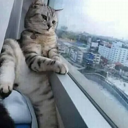 Meme mèo mệt mô tả chuyển động chậm rãi uể oải