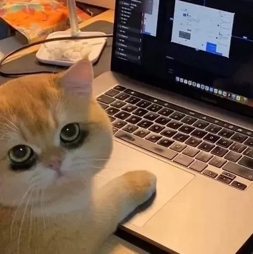 Ảnh meme vui mèo rệu rã gợi đôi tai cụp xuống trông yếu