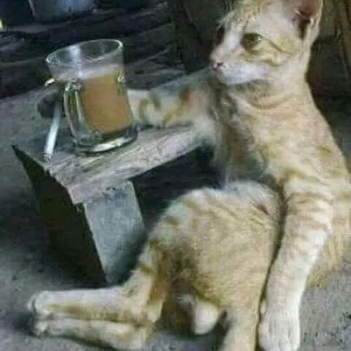 Hình troll mèo mệt phô biểu cảm lịm người gần như ngủ