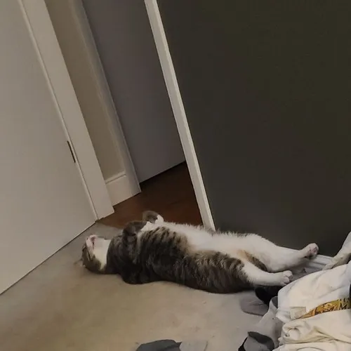 Ảnh vui mèo thiếu pin mô tả hơi thở nặng sau ngày dài