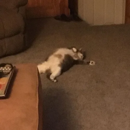 Khoảnh khắc mèo đuối mô tả dáng nằm chảy mềm xuống sàn