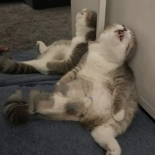 Meme mèo mệt mỏi mô tả bộ lông xù lười trông mềm nhũn