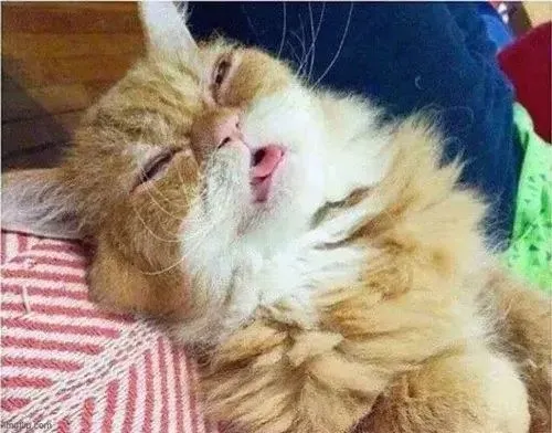 100+ ảnh Meme Mèo Ngủ ngon, ngủ gật say sưa vừa hài hước vừa đáng yêu