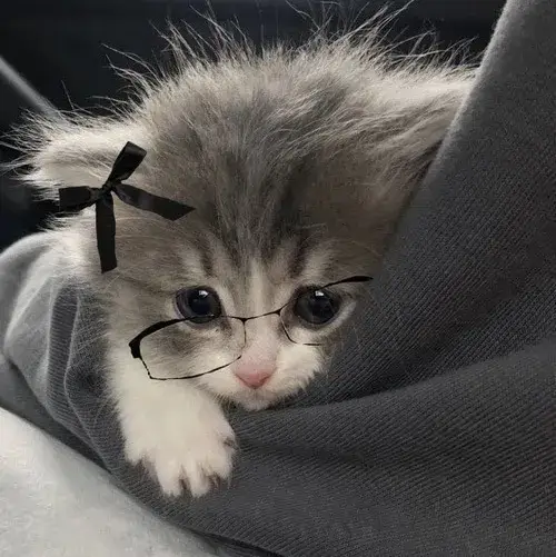 Combo mèo mặt méo mó giúp bạn chêm tiếng cười trong hội chat