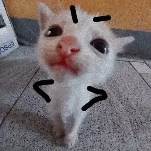 Sưu tập meme mèo lầy bựa hợp lúc muốn cà khịa nhẹ