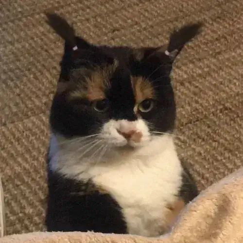 Ảnh vui ngáo ngơ gợi cú chơi khăm bất ngờ