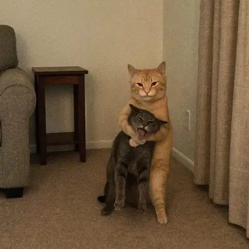 Bộ mèo ngáo lầy chuyên dùng cho tình huống cà khịa bất thình lình