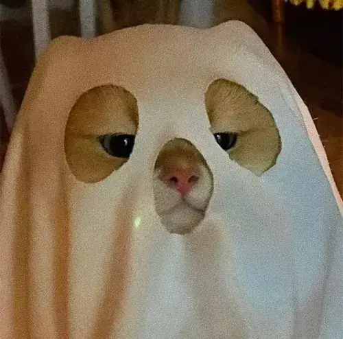 Meme mèo ngồi sai trái phù hợp mood nhây và quậy phá