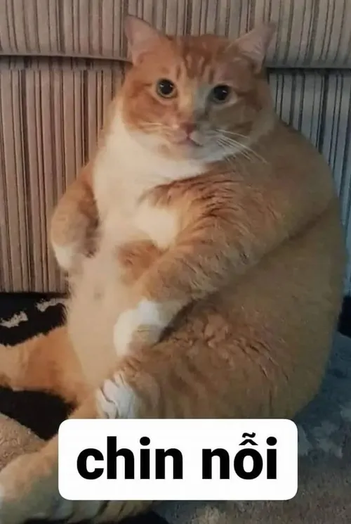 Ảnh troll miu khắc họa chân chống đất đầy ngại ngùng