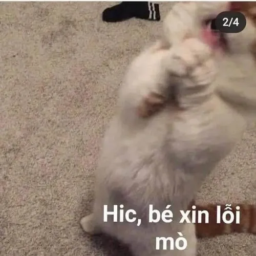 Meme chế mèo nêu dáng nép nhẹ cùng ria rung run