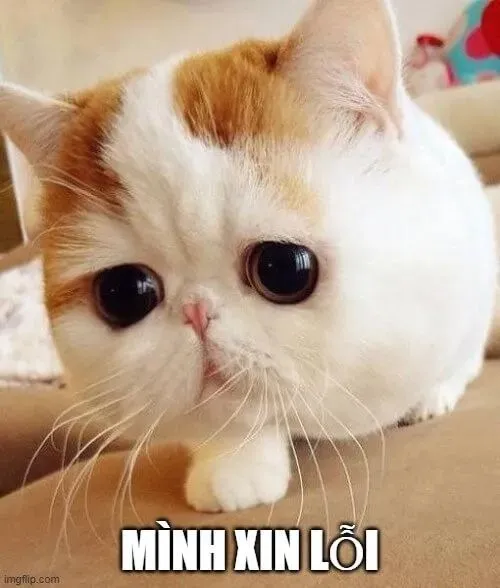 Ảnh troll miu tái hiện mặt ngó xuống cực đáng thương