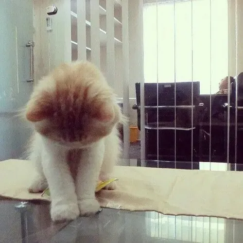 Ảnh meme vui boss cho thấy tai cụp xệ khi xin lỗi