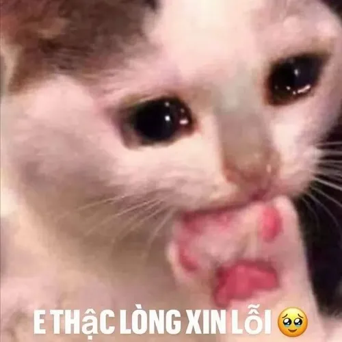 Meme chế mèo diễn tả mặt xin lỗi kiểu ngại rất thật