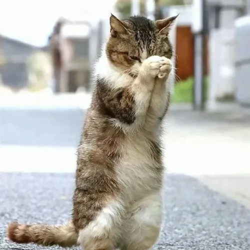 Meme miu làm rõ ánh mắt rụt rịt khiến ai cũng mềm