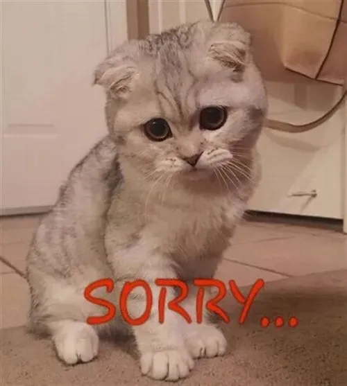 Hình meme hài mèo khiến lông phủ thân rụt lại thấy thương