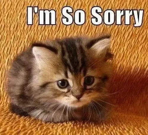Meme mèo gợi khoảnh khắc cúi mặt xin lỗi thật rụt rè