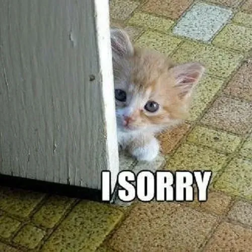 Hình chế meme vui mèo lồng dáng chồm nhẹ đầy bối rối