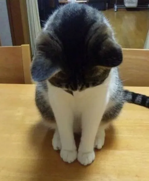 Ảnh chế mèo ghi nét mắt rối rít như muốn nói điều gì