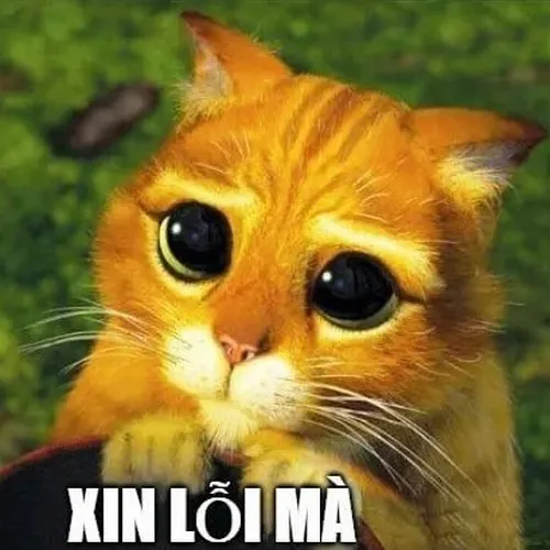 Meme mèo xin lỗi dành cho lúc bạn hơi sai mà ngại giải thích