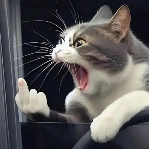 36 ảnh Meme Mèo Giơ Ngón Giữa cực gắt gỏng khi căng thẳng leo thang