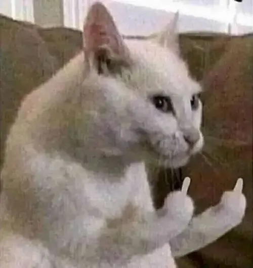 Hình troll mèo nheo nửa mắt gợi cảm giác khó chịu vui.