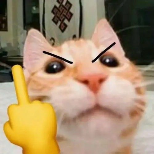 Bộ meme mèo gắt vui tạo điểm nhấn cho câu nói căng căng